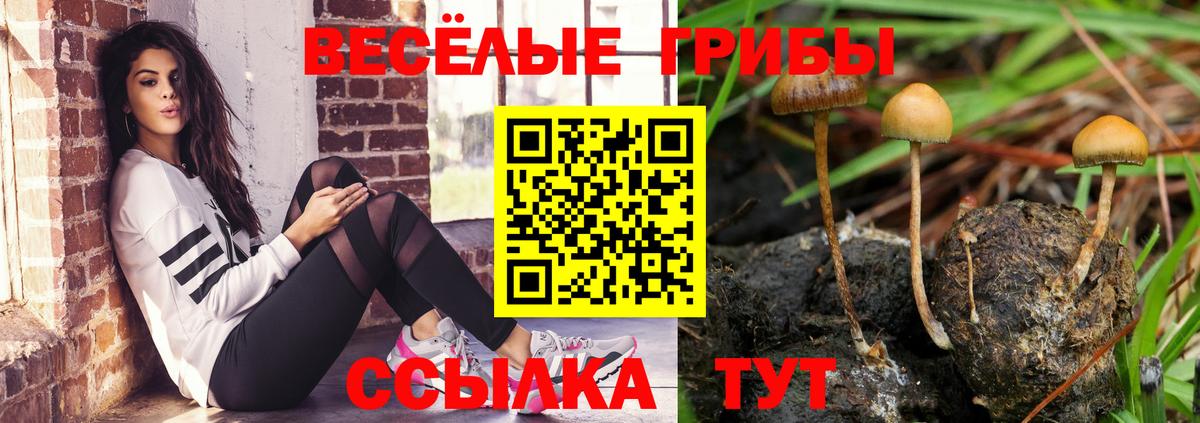 Псилоцибиновые грибы Psilocybe Спасск-Дальний